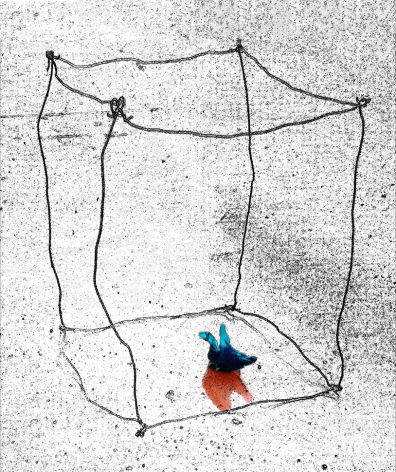 pajaro azul liron ALTO